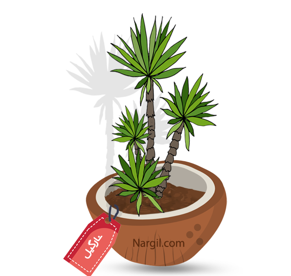 Nargil_Yucca Elephantipes